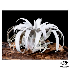 Tillandsia capitata 'Yellow Star'