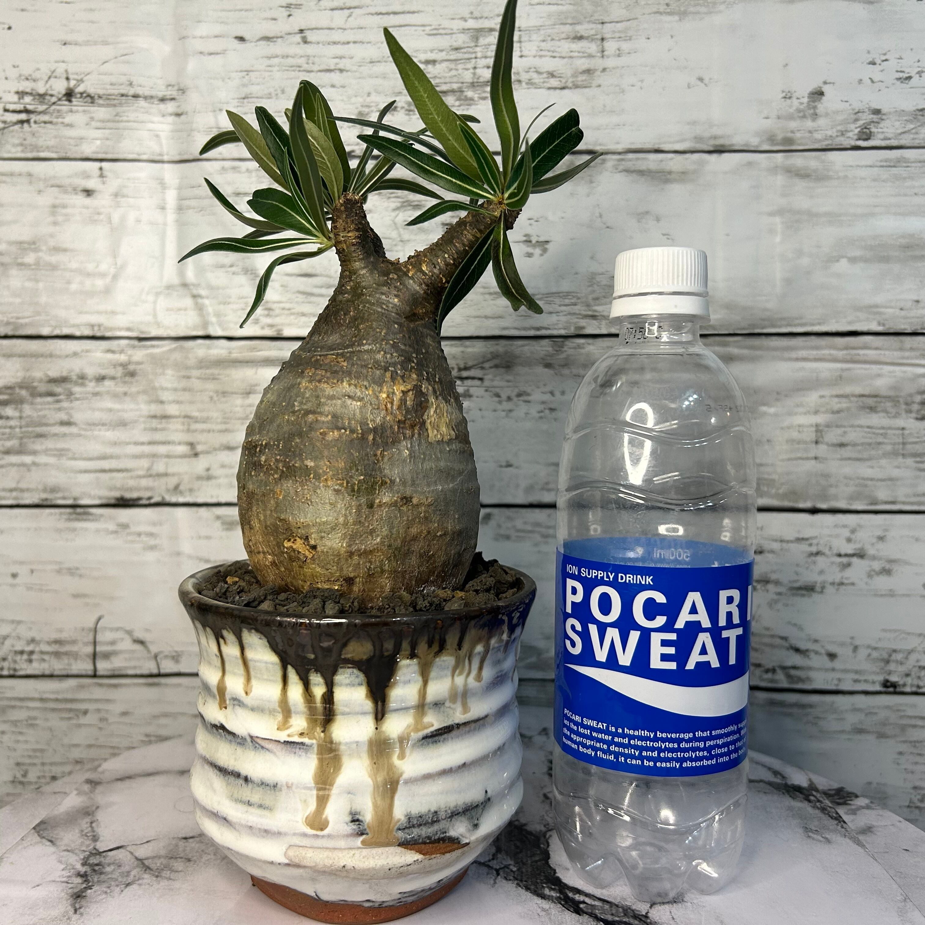 パキポディウムグラキリス プラ鉢変更 パキポディウム グラキリス 現地