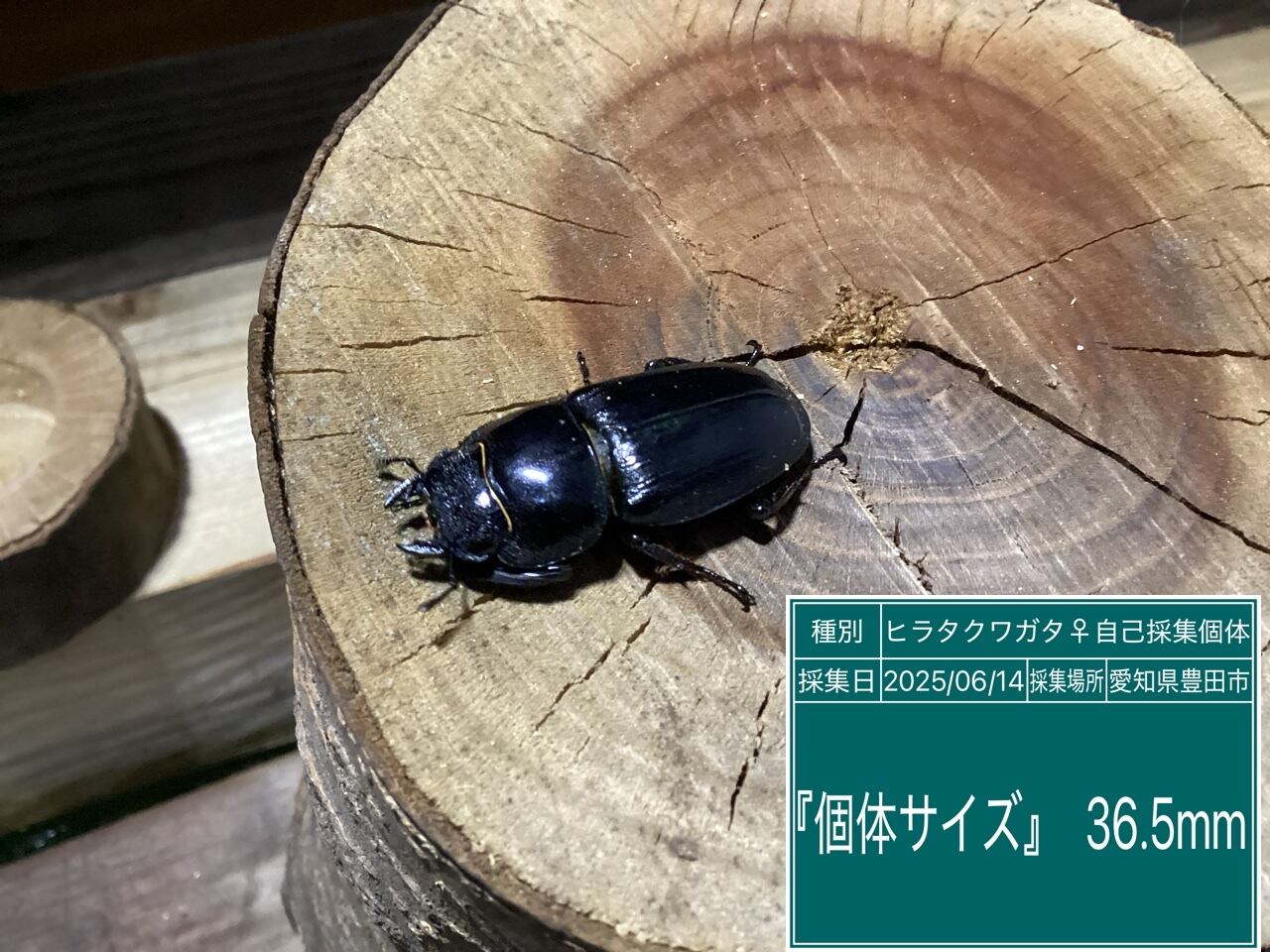 本土ヒラタクワガタ愛知県産ペア NO29 ♂67mm ♀36.5mm | 国産クワガタ