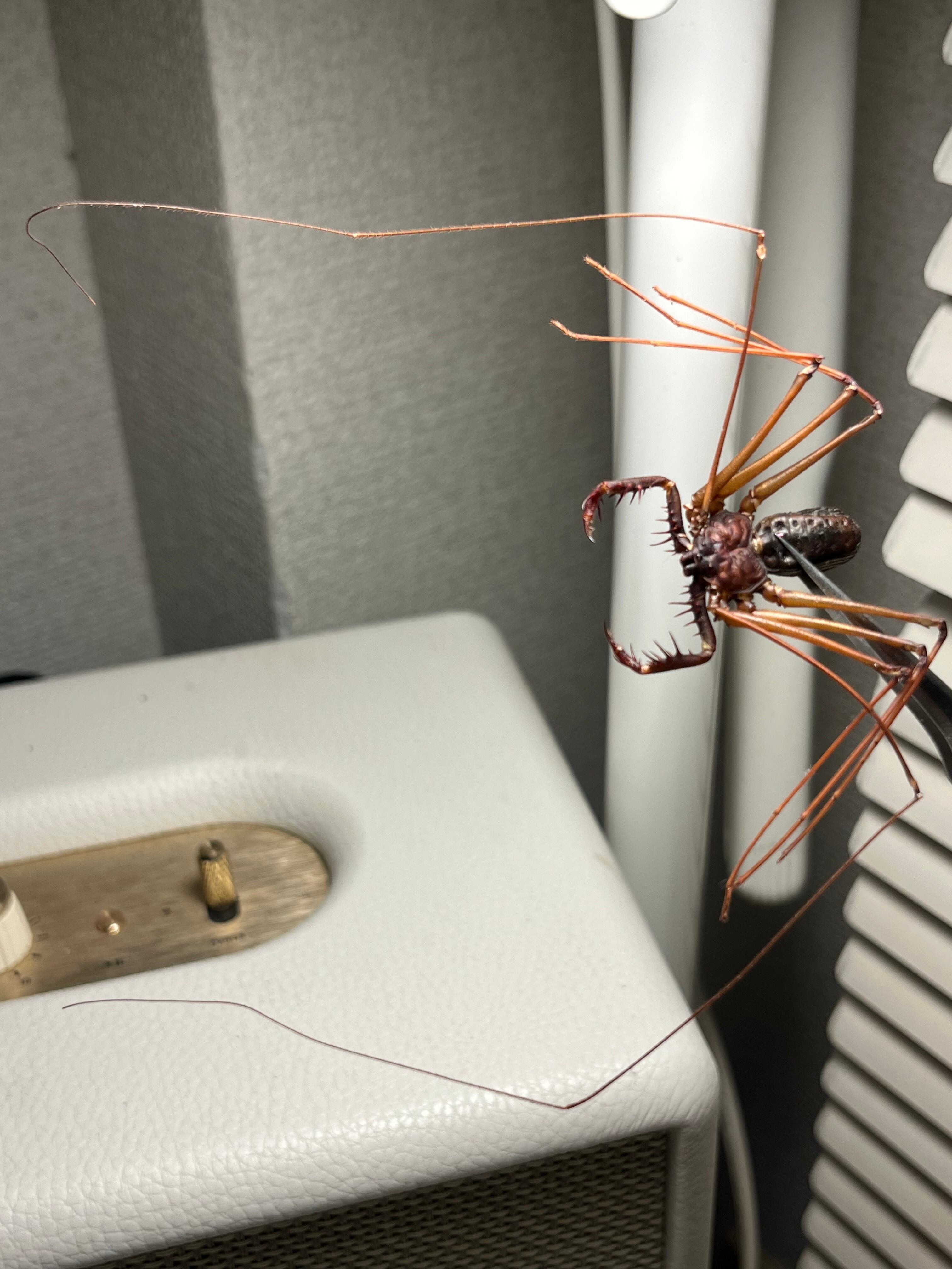 腕蟲希少種】Heterophrynus elephasウデムシ ヒヨケムシ 三大奇蟲