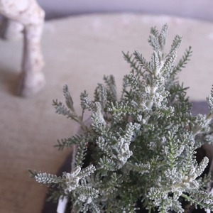 サントリナ　シルバーリーフ　寄せ植えにオススメ　