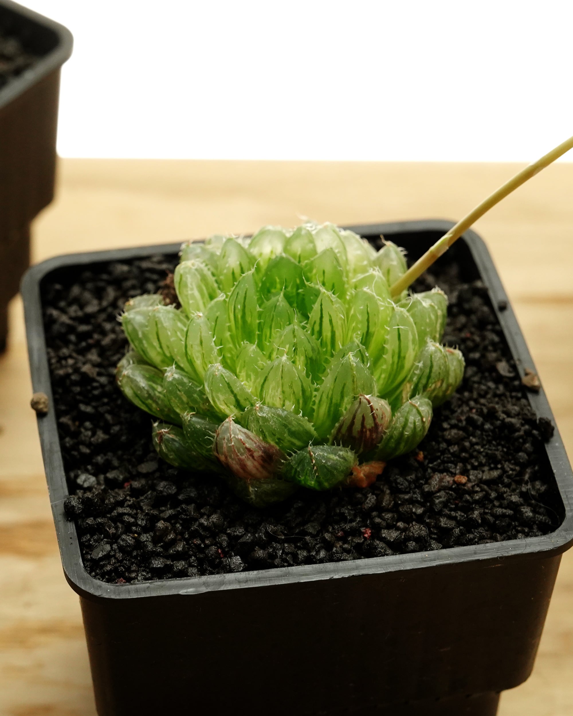 抜き苗 ハオルチア エメラルドLED錦 Haworthia 'Emerald LED