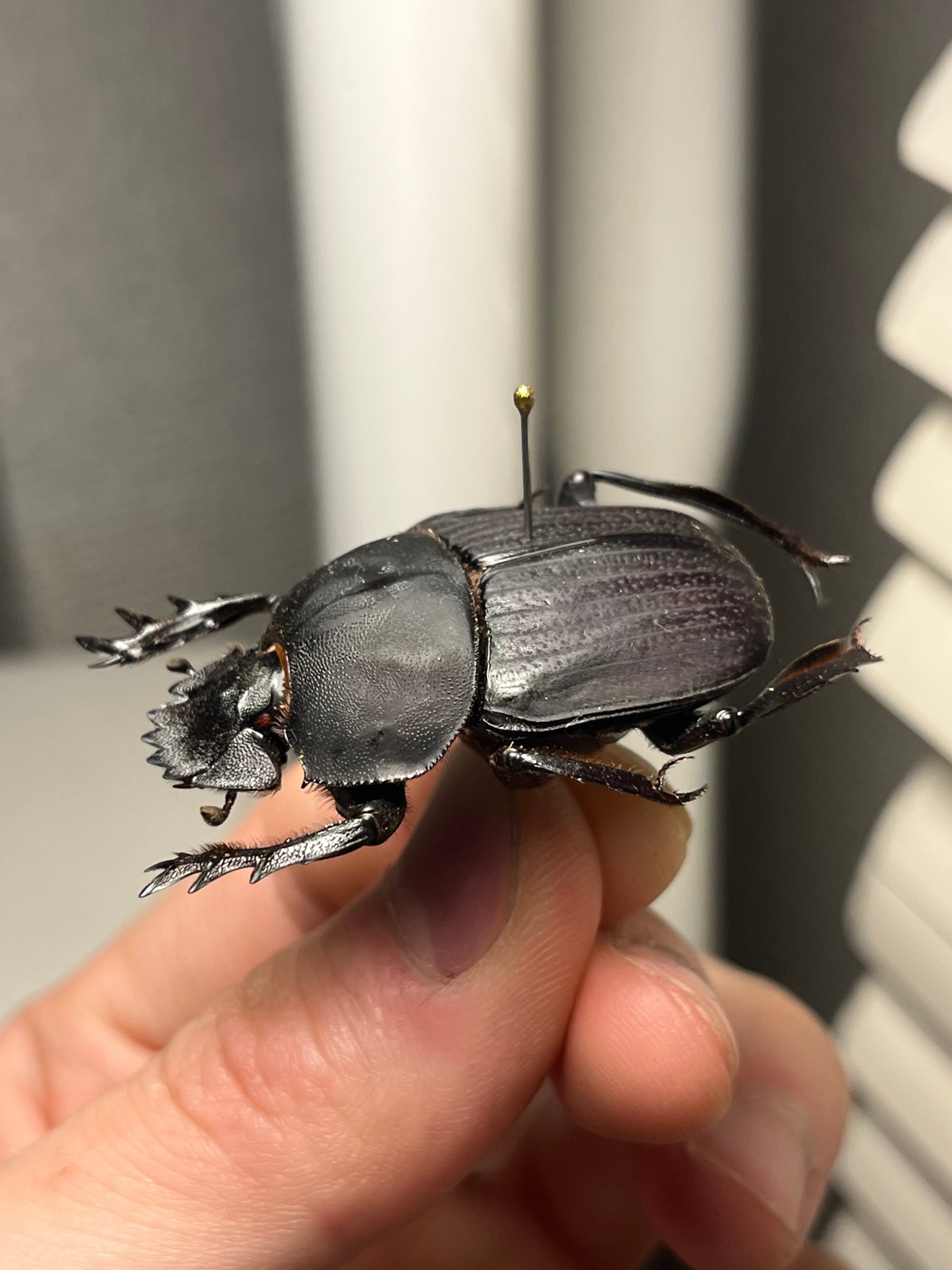 糞虫標本】タマオシコガネの一種 Pachysoma 糞虫フンコロガシ甲虫昆虫