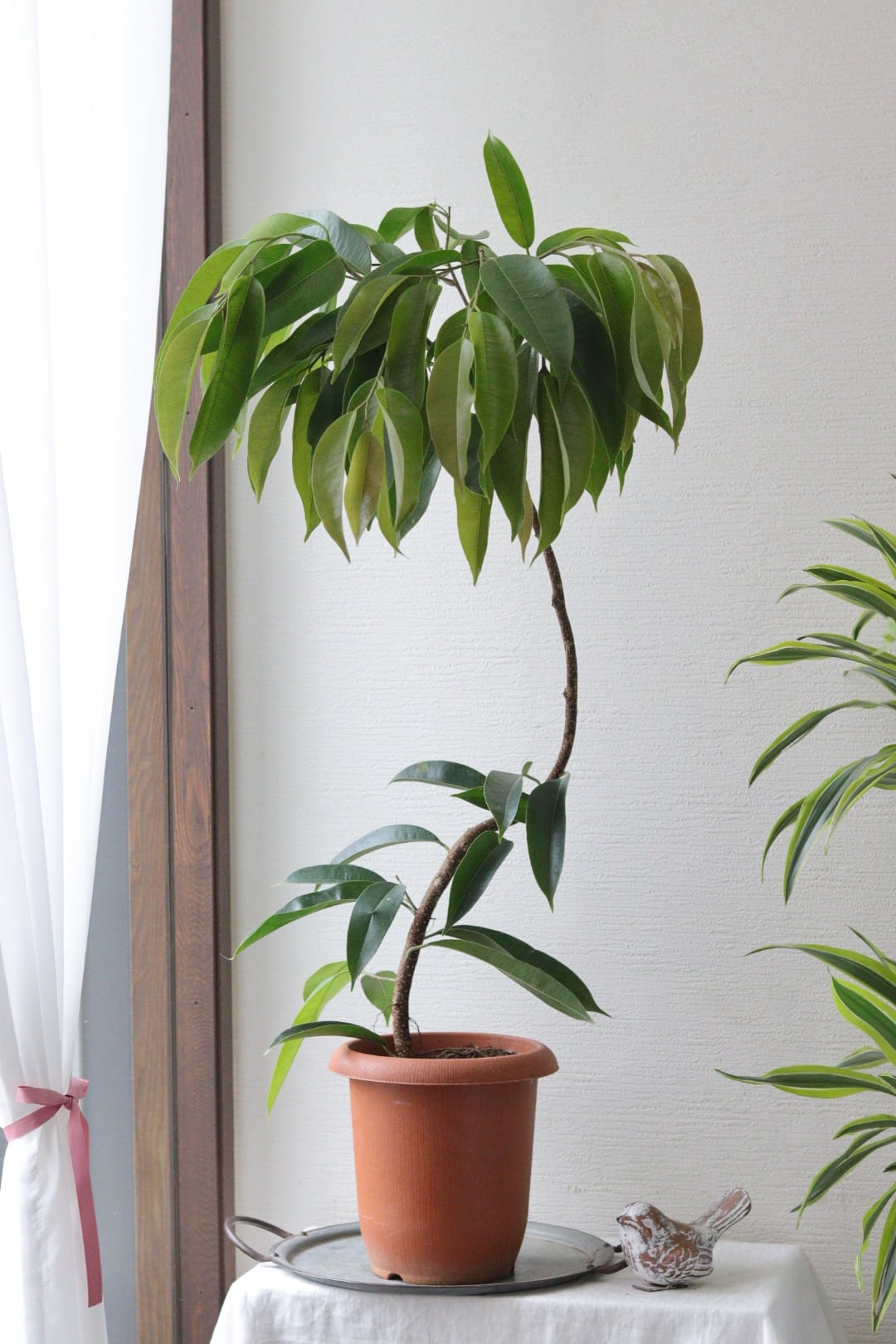 おしゃれ観葉♡フィカス【アムステルダムキング】 おしゃれ観葉♡フィカス【アムステルダムキング】 | Total Plants Egret