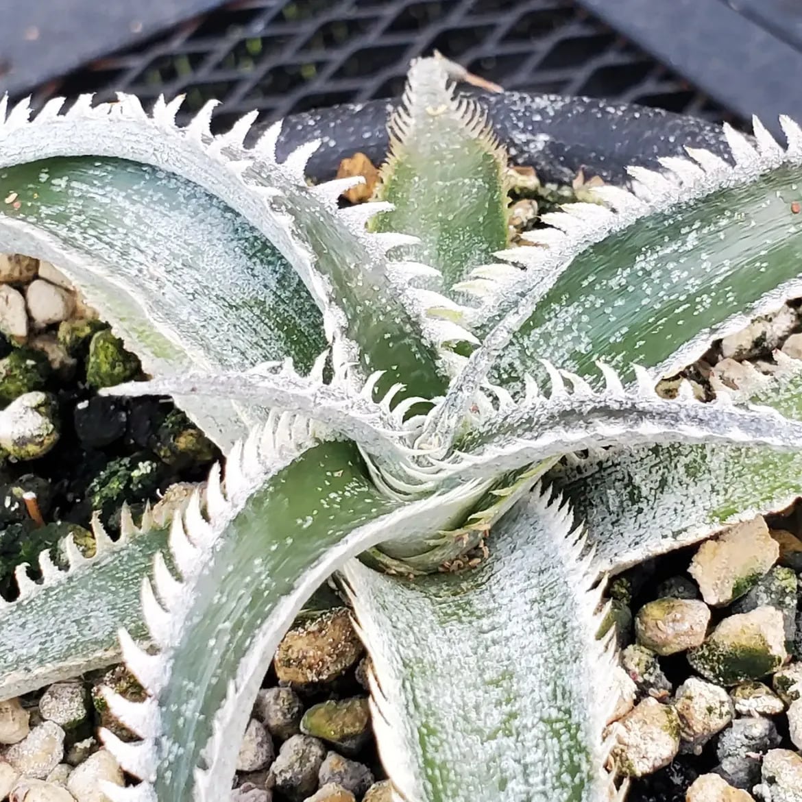 F00647_Dyckia 'Wasabi' (BCR:13644)：ディッキア・ワサビ（子株