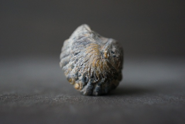 モロッコ産三葉虫化石エンロール(防御姿勢) Trilobite Phacops sp. 1166