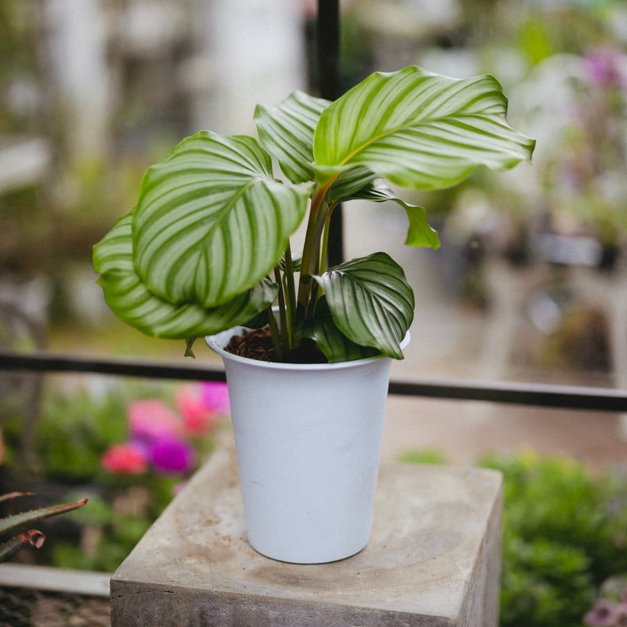 大人気 ○カラテア オルビフォリア 大○日陰に強い 観葉植物