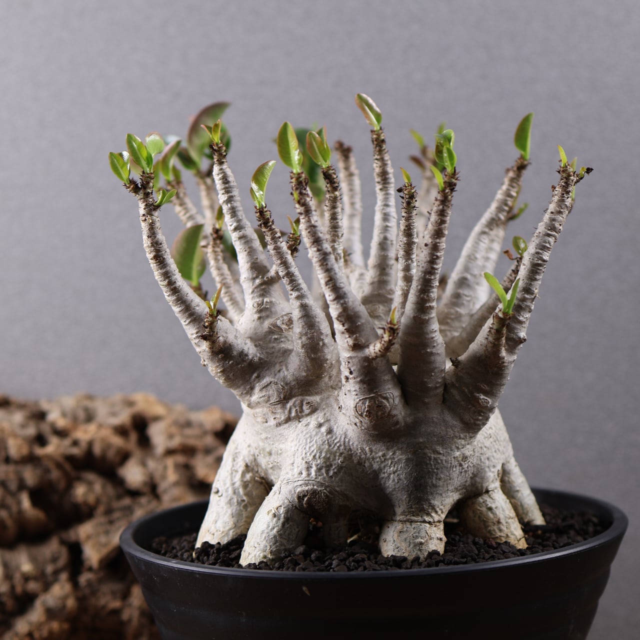 655『特大アデニウム アラビカム』観葉植物【送料無料】 | MARX PLANTS