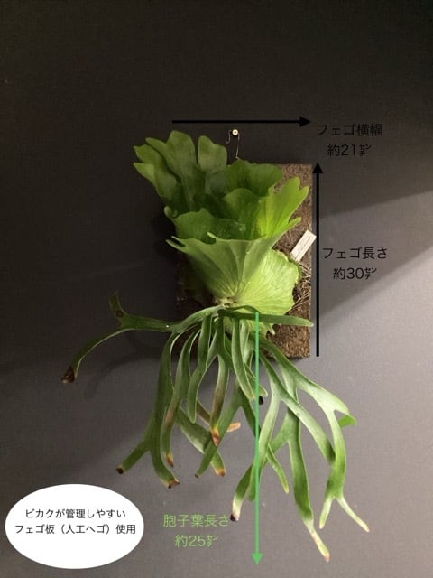 おしゃれ オシャレなインテリア】ビカクシダ コロナリウムcv thin leal