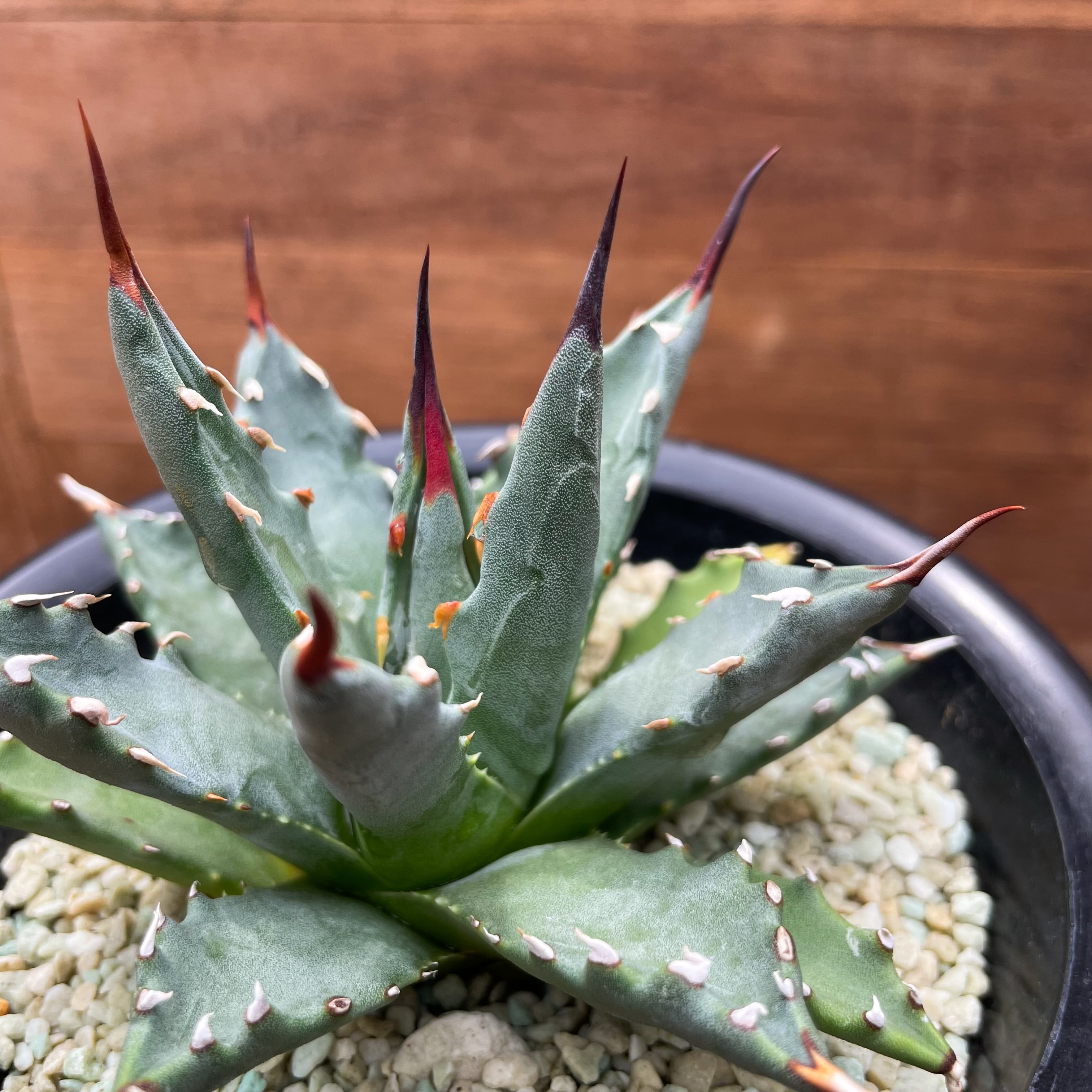 Agave uthaensis var. uthaensis【アガベユタエンシスvar.ユタエンシス 