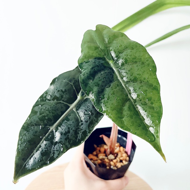 《希少》アロカシア シャントリエリ Sサイズ 観葉植物 calm cafe