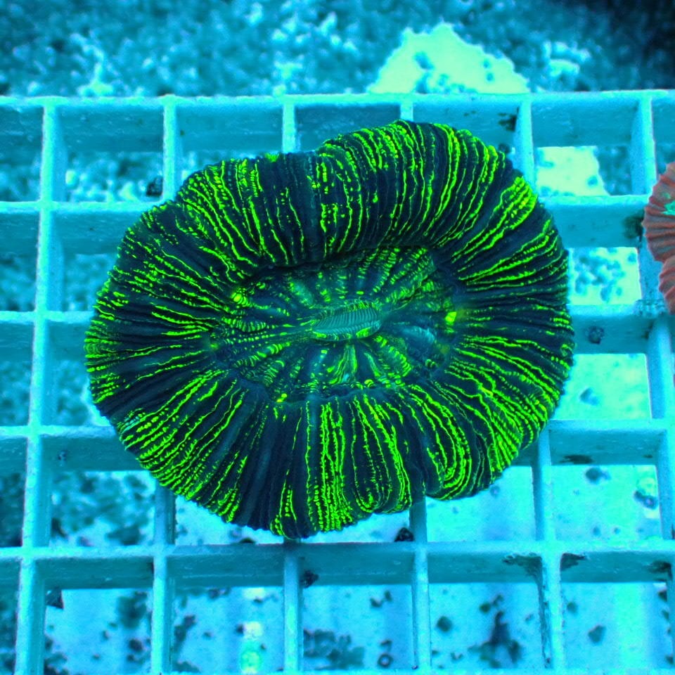 オオバナ / ブレインコーラル | HOUSE REEF(ハウスリーフ)サンゴ・海水