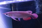 アリオンRED C-1.5