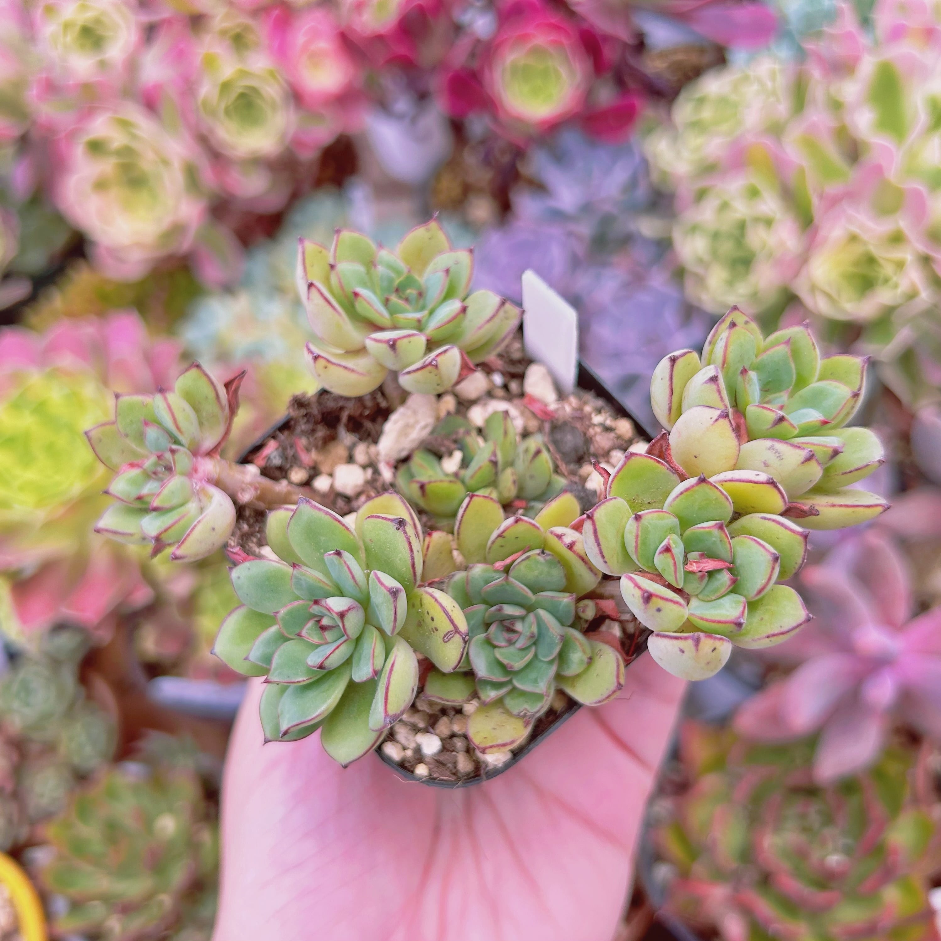 多肉植物パキフィツム　シンデレラ　抜き苗 現物 多肉植物 シンデレラ 抜き苗 | るる農園~多肉植物専門