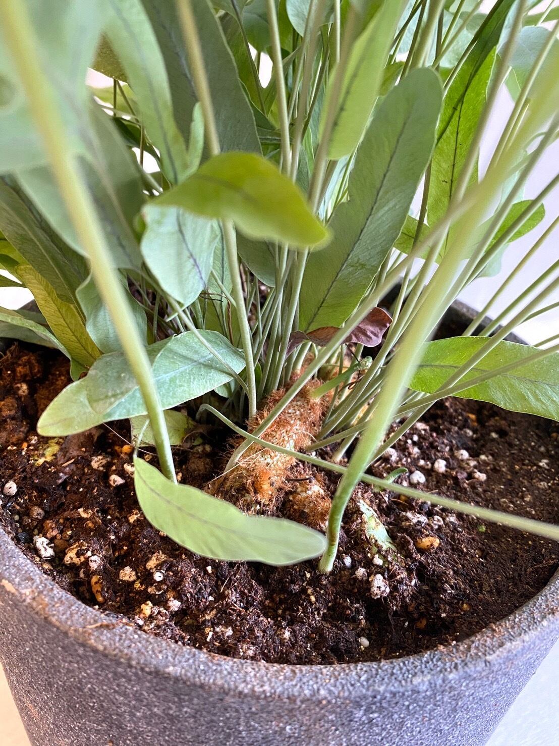 フレボディウム オーレムブルースター Bokuto