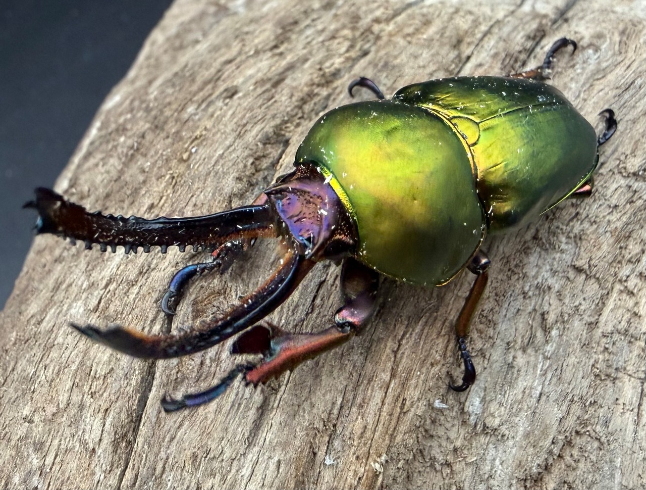 【WD】《パプアキンイロクワガタ 47mm A'品ペア》