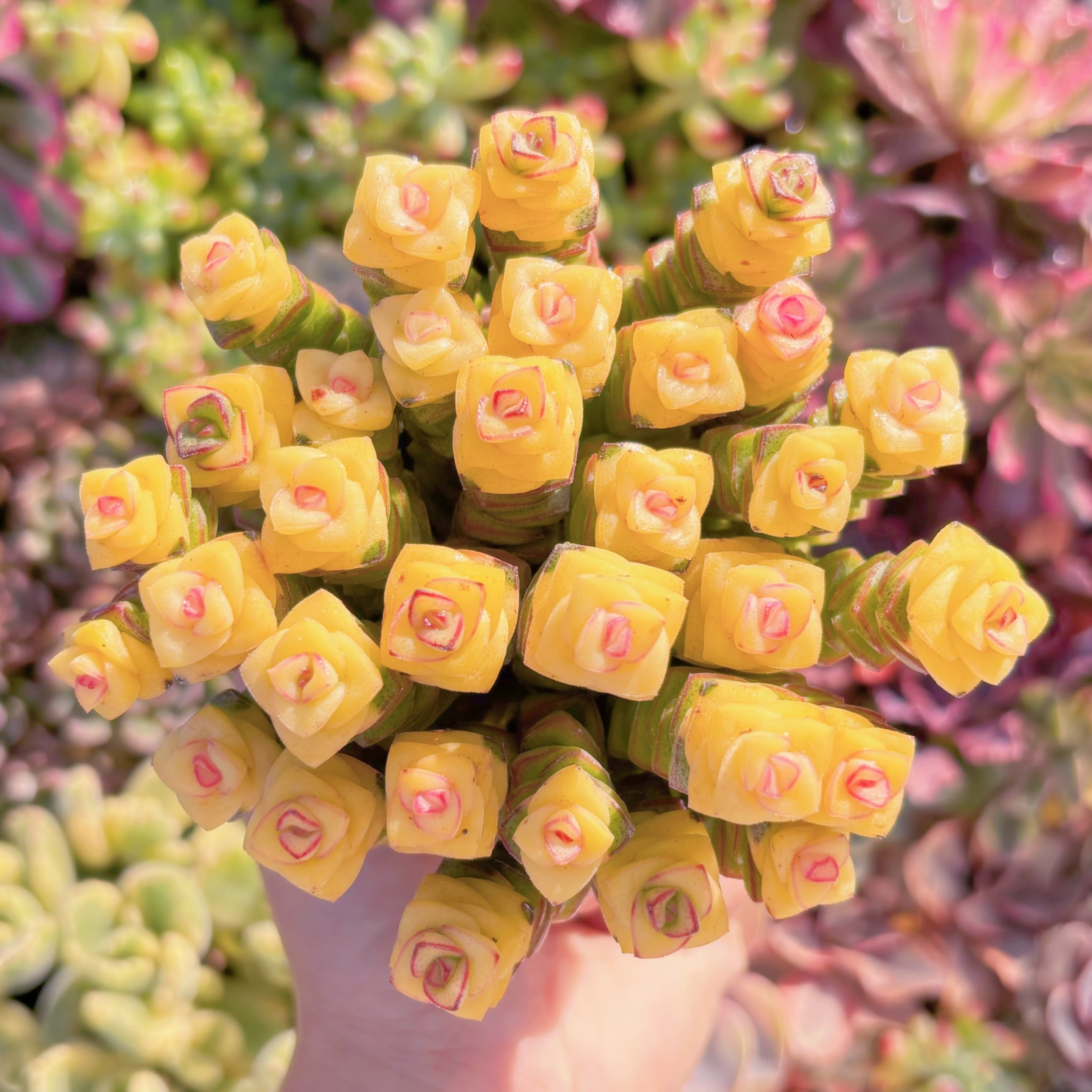 多肉植物　舞乙女錦(黄錦約28頭)　新入荷　るる農園