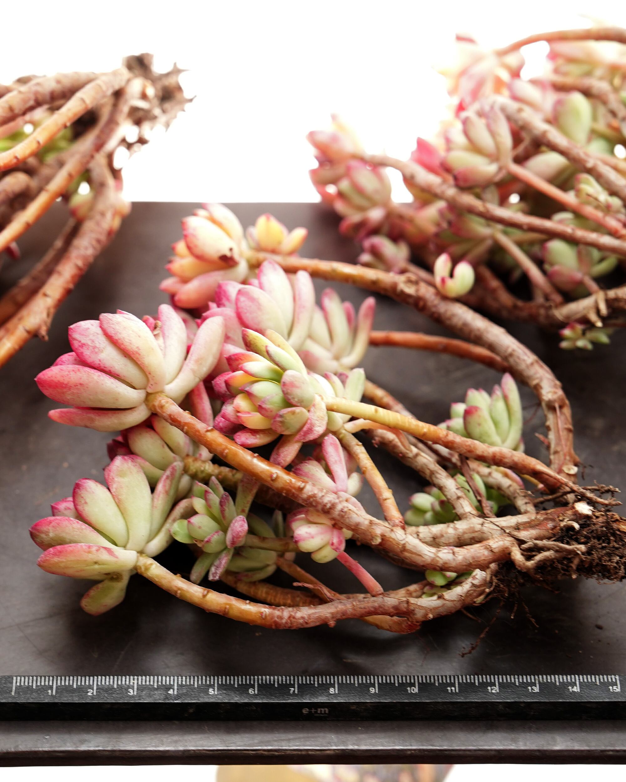 抜き苗 マクドガリー錦 （ミニベル錦） Echeveria macdougallii f