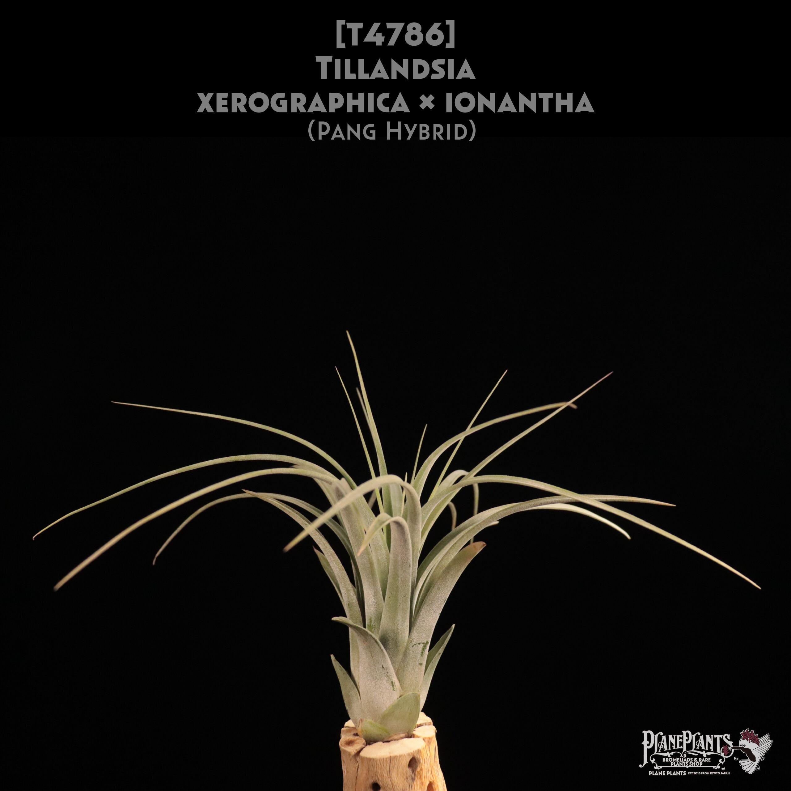 【reserved】xerographica × ionantha〔エアプランツ〕現品発送T4786