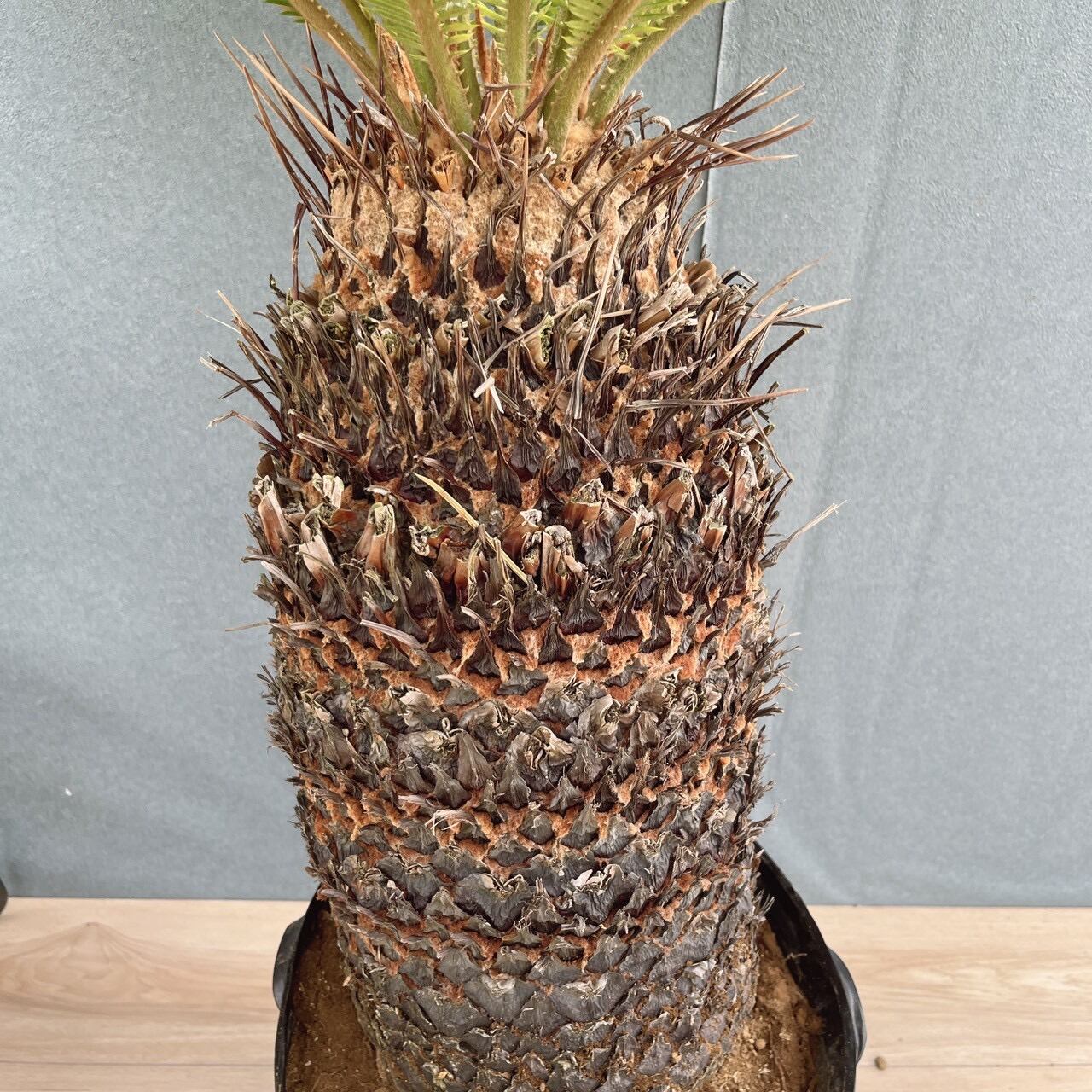 現品］☆おすすめ☆ 50番 ソテツ 10号 観葉植物 大型 屋外 綺麗 幹太