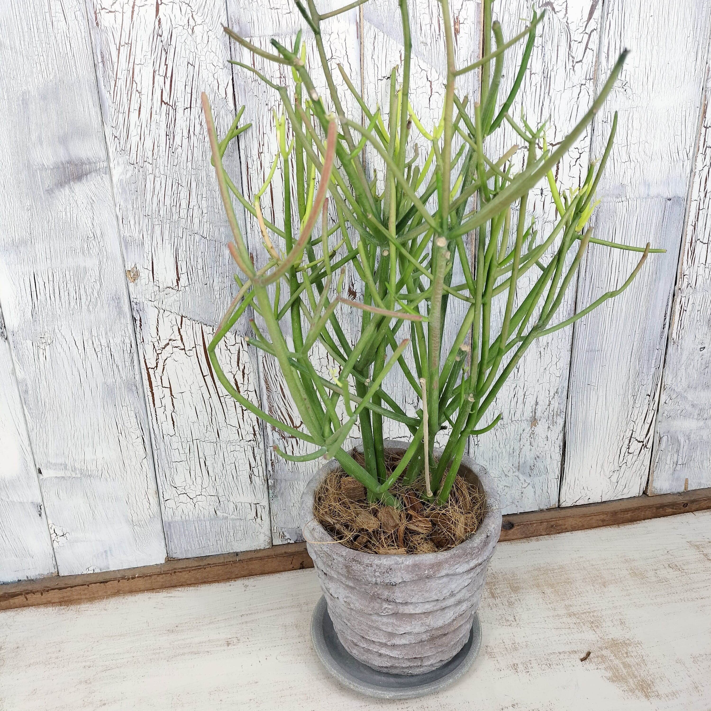 観葉植物 ミルクブッシュ ミルクブッシュ 観葉植物 | 陽華園