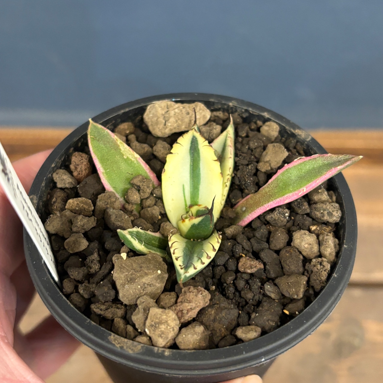 アガベ チタノタ スナグルトゥース【882】