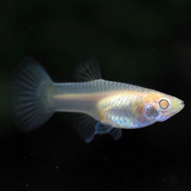 RREAモスコーピンクリボン 若魚1カルテット＋おまけ1ペア＋リボンオス1匹