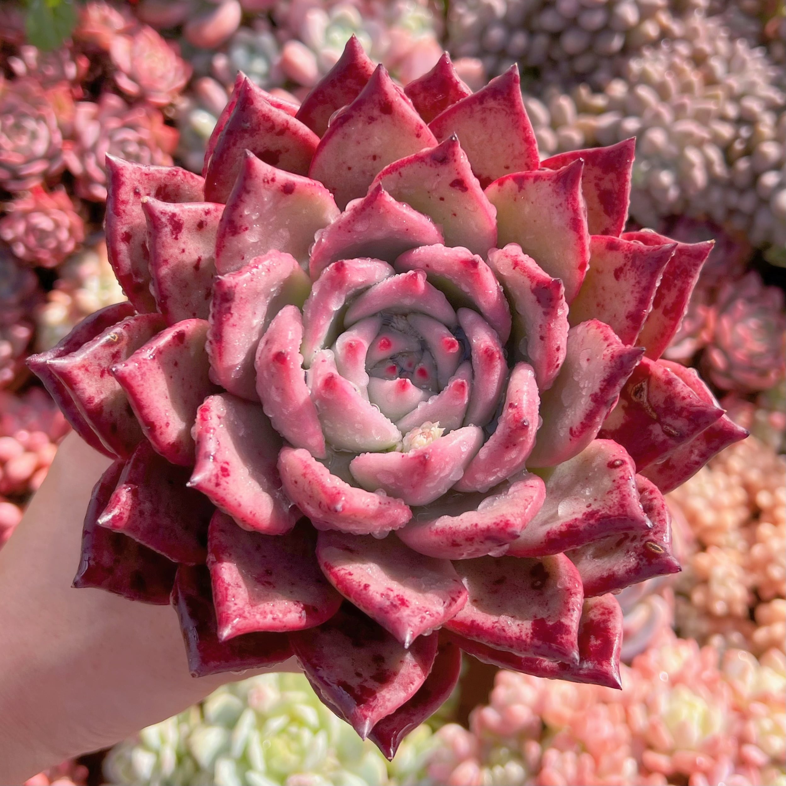 現品　ロメオxマリア#531　新入荷　レア特大15cm苗　るる農園