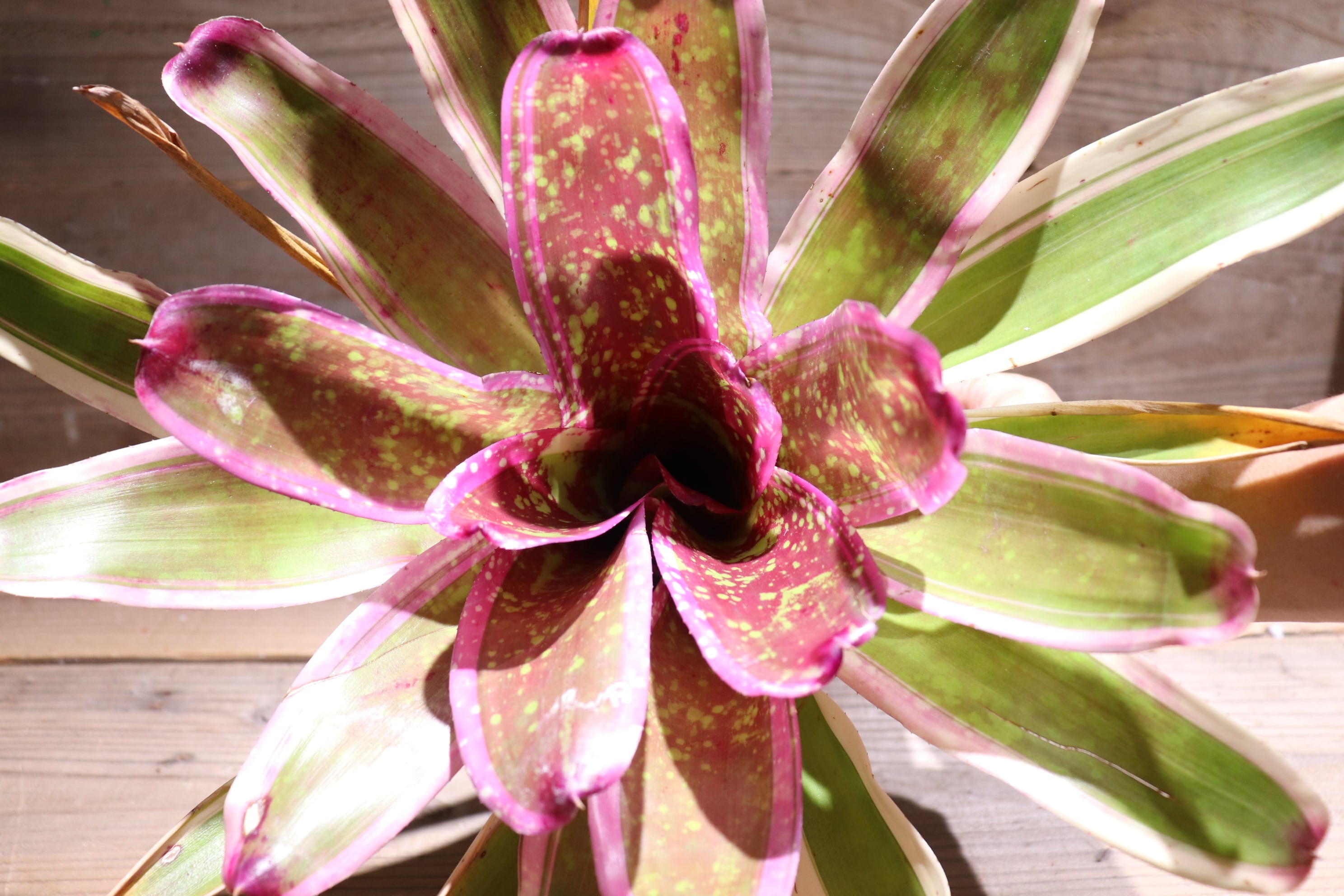 送料無料】Neoregelia 'Cumbia'〔ネオレゲリア〕現品発送N0232 | plane