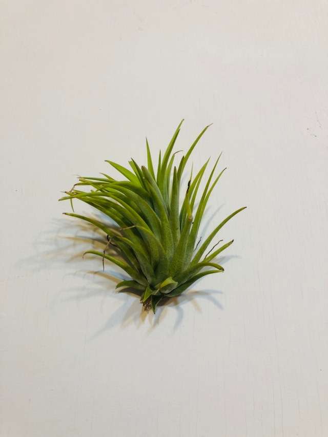 ［Tillandsia］ionantha maxima albino large・ティランジア イオナンタ マキシマム アルビノ