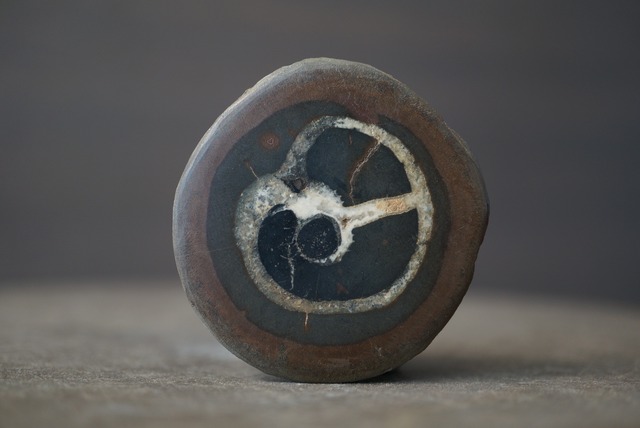 セプタリアン Septarian 1691