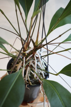 【M】アンスリウム グラシール/anthurium ※ハンギングプラポット