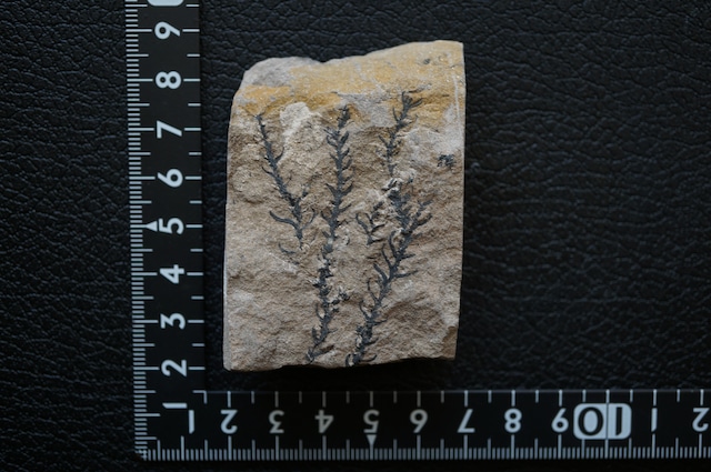 針葉樹化石 Cryptomeria? 1955