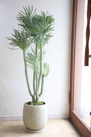 【L】【渋谷区周辺エリア/配送料無料】【135cm】セネシオ クレイニア ネリイフォリア/Senecio kleinia　※陶器鉢付き