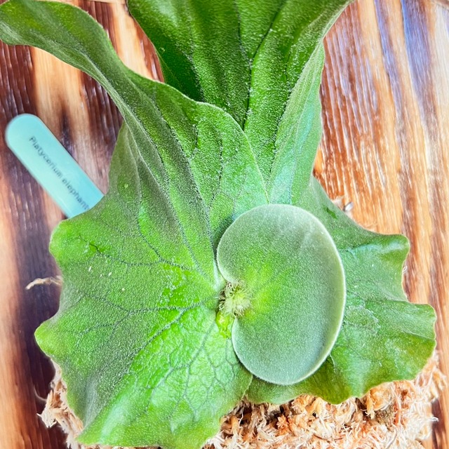 ビカクシダ エレファントティス 子株 板付 【観葉植物 壁掛け コウモリラン】