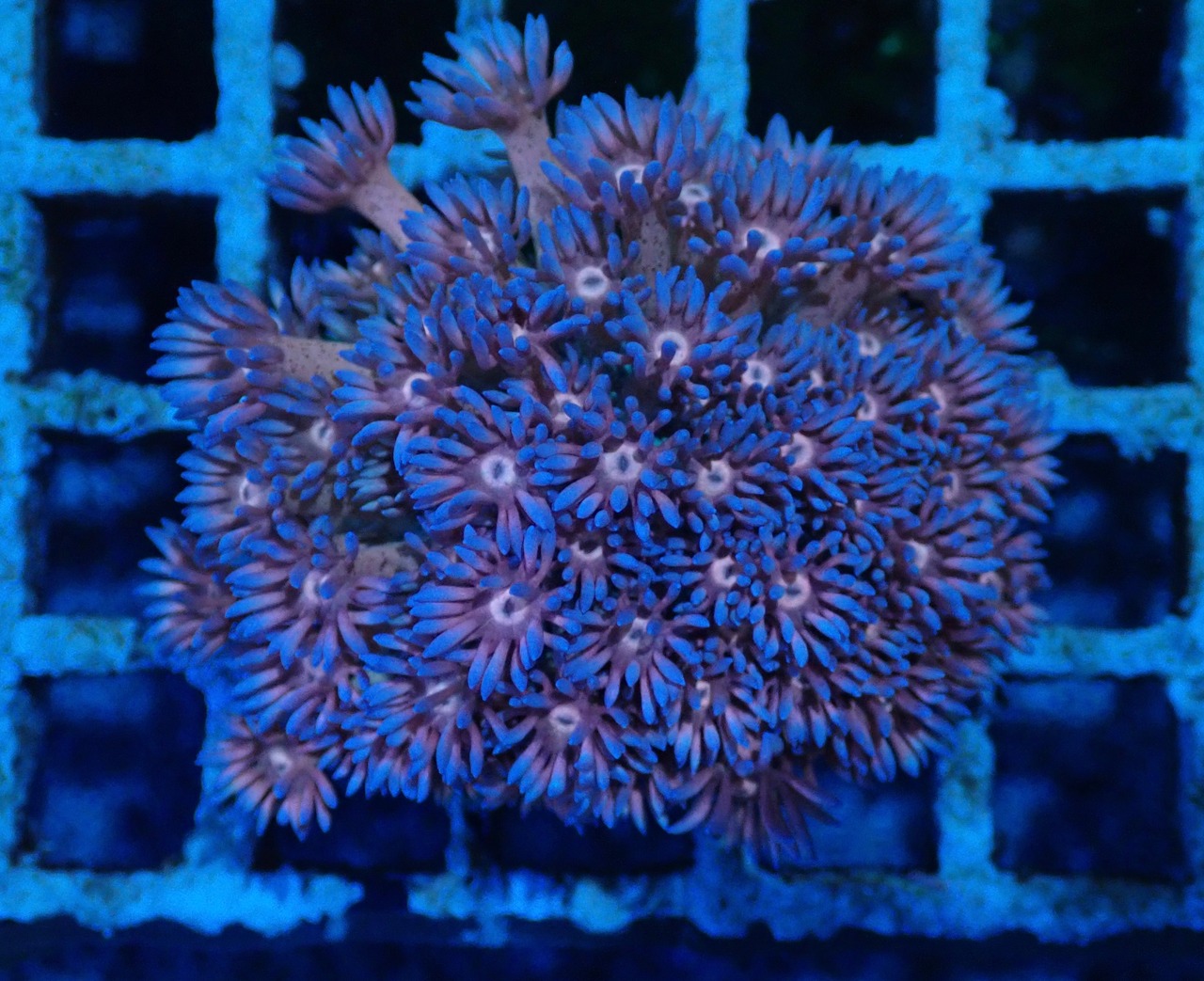 Goniopora FromMakassar 1