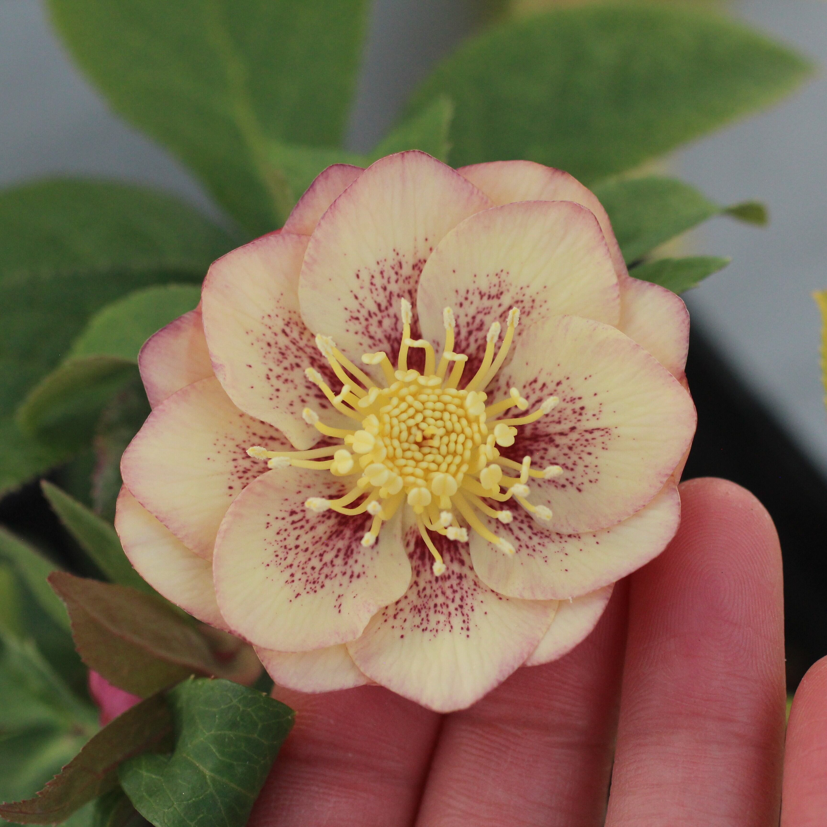 WS26-086 クリスマスローズ ウィンターシンフォニー オーレア系