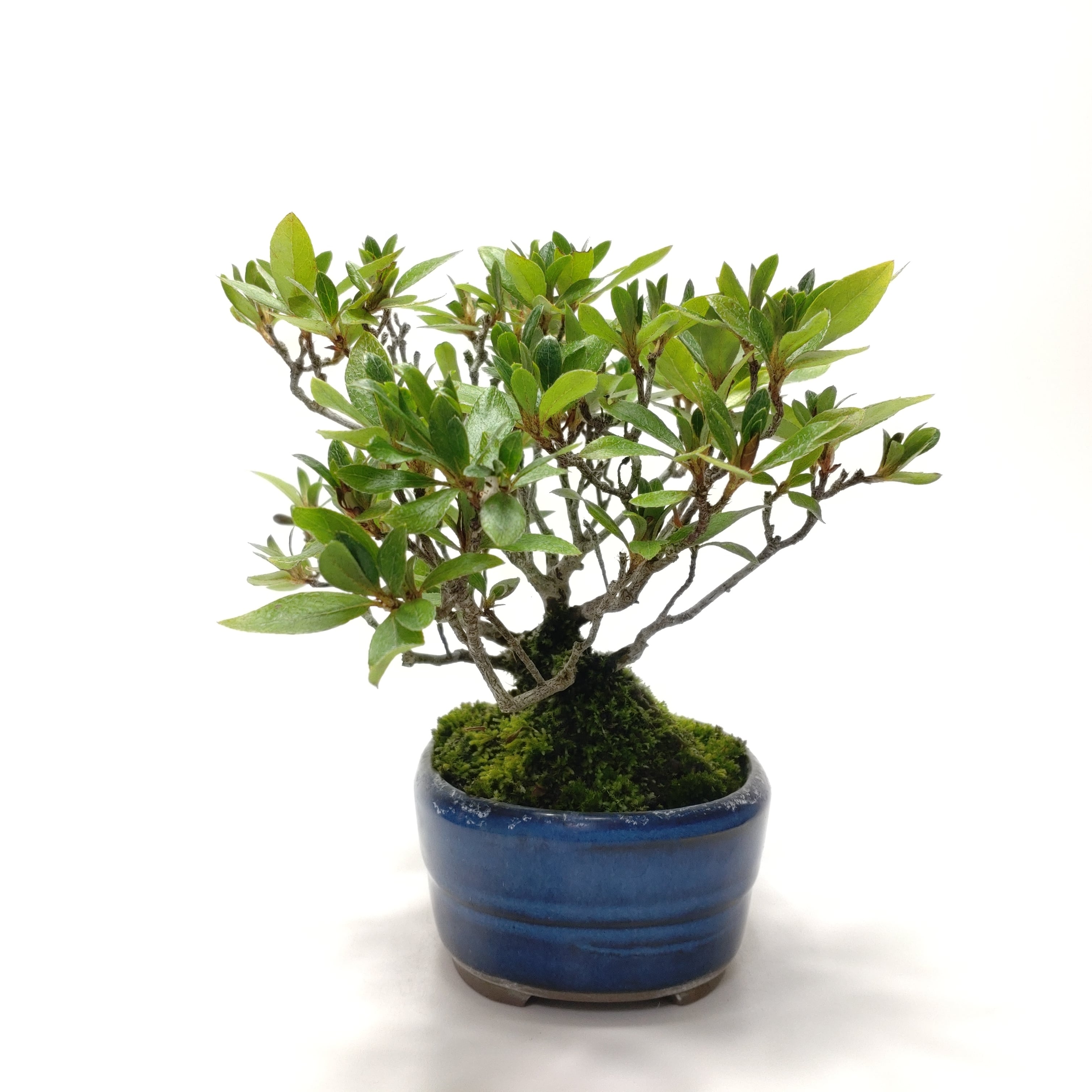 ✦ 紅白寄せ植え　皐月盆栽　さつき盆栽　サツキ盆栽 2f7bdb4f9264a79fc8dc4849d0aa82