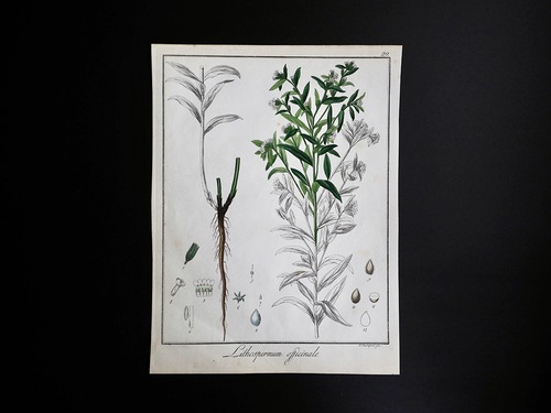 植物の図版 Ⅰ