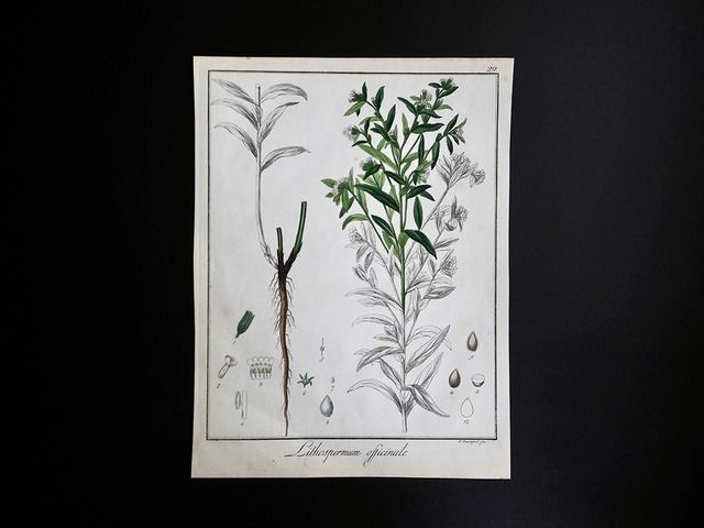 De Materia Medica 薬草の木版画 Ⅱ