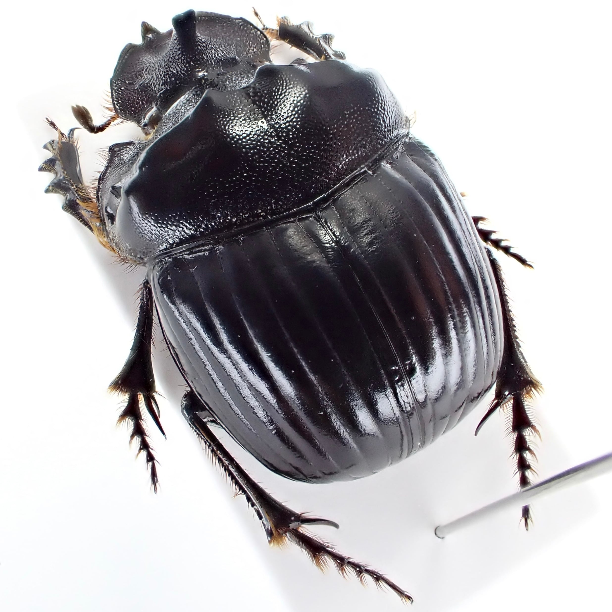 アルゼンチン産 Dichotomius nobilis ♂♀ 22mm/22mm | 昆虫標本