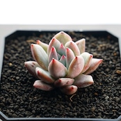 カット苗 コロラータ タパルパ ミニ株 Echeveria corolata Tapalpa