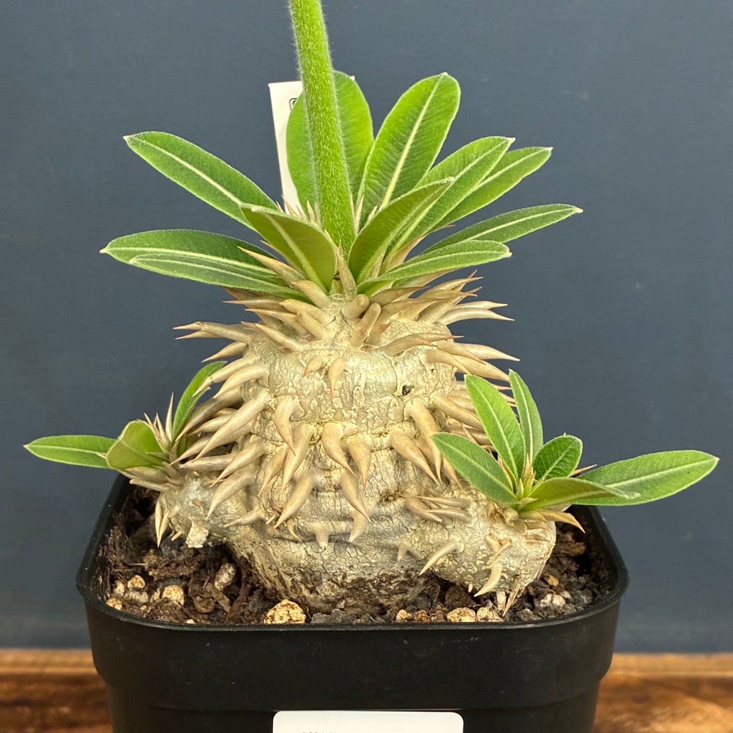 その他観葉植物 Polypodium persicifolium ポリポジウム ペルシシフォリア | PAY ID