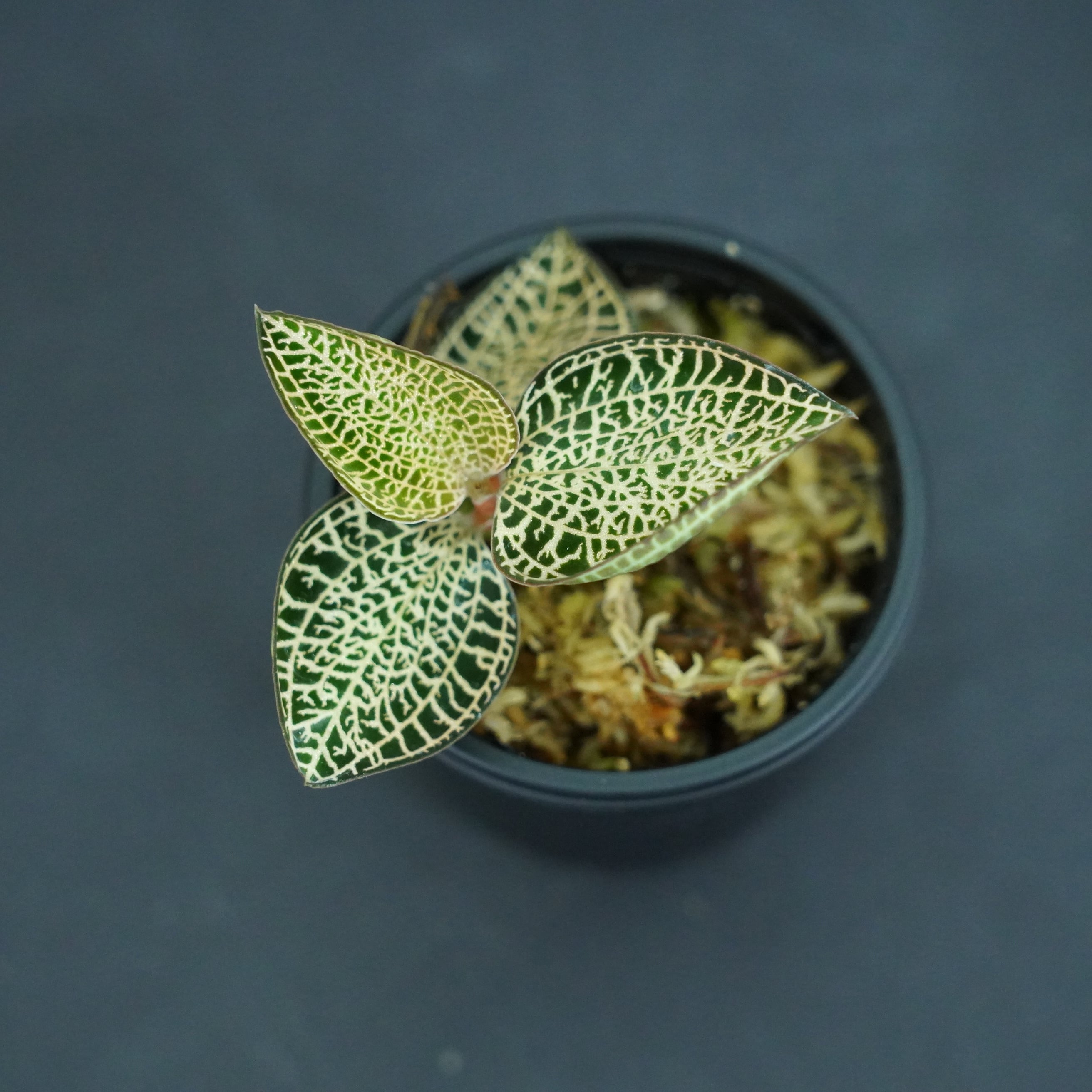 ◆現品◆アネクトキルス ロクスバギー(Gold Vein type)【ジュエルオーキッド宝石蘭/石崎バイオ】#653