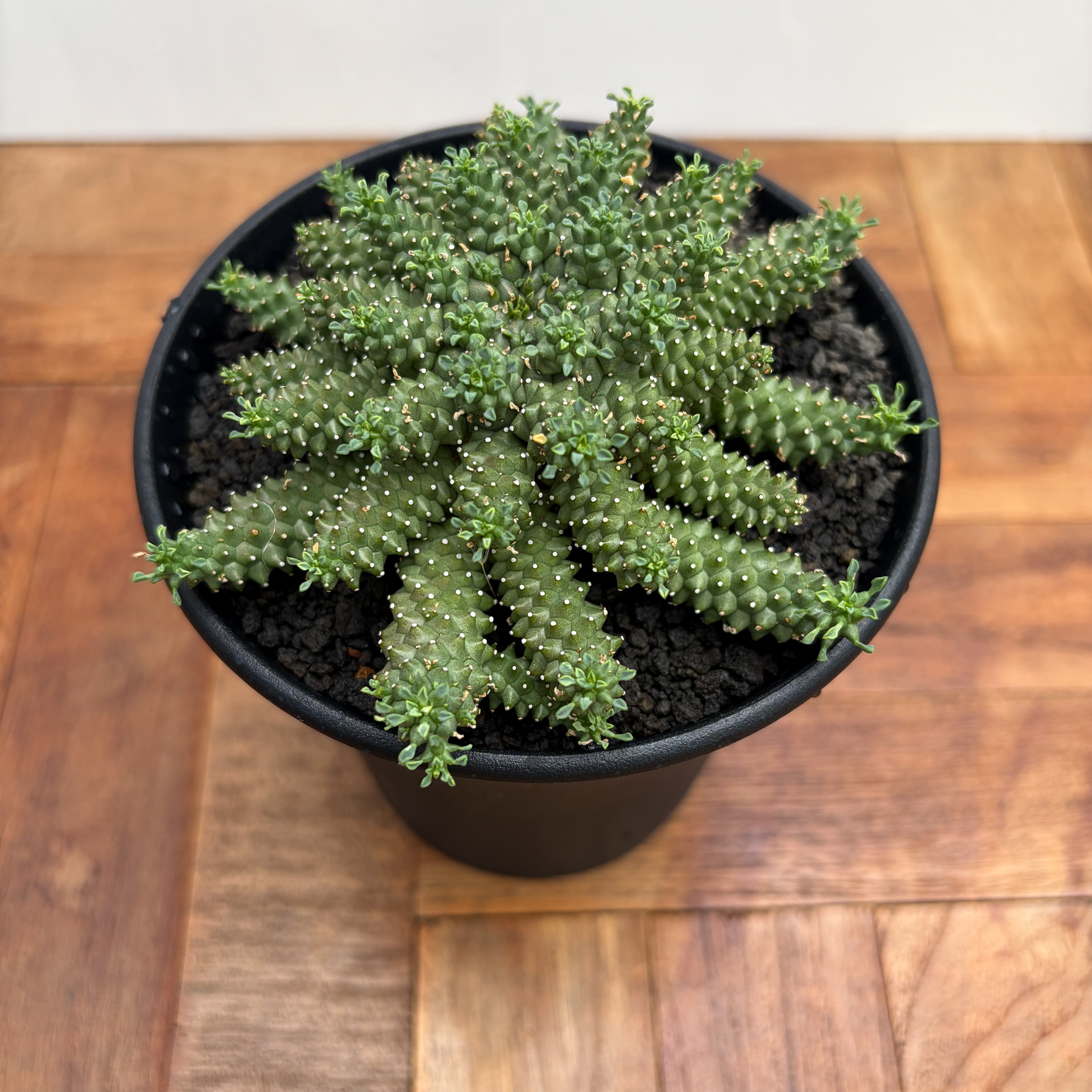 Euphorbia atroviridis【ユーフォルビア・アトロビリディス】 | RIMO'S