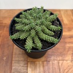 Euphorbia atroviridis【ユーフォルビア・アトロビリディス】