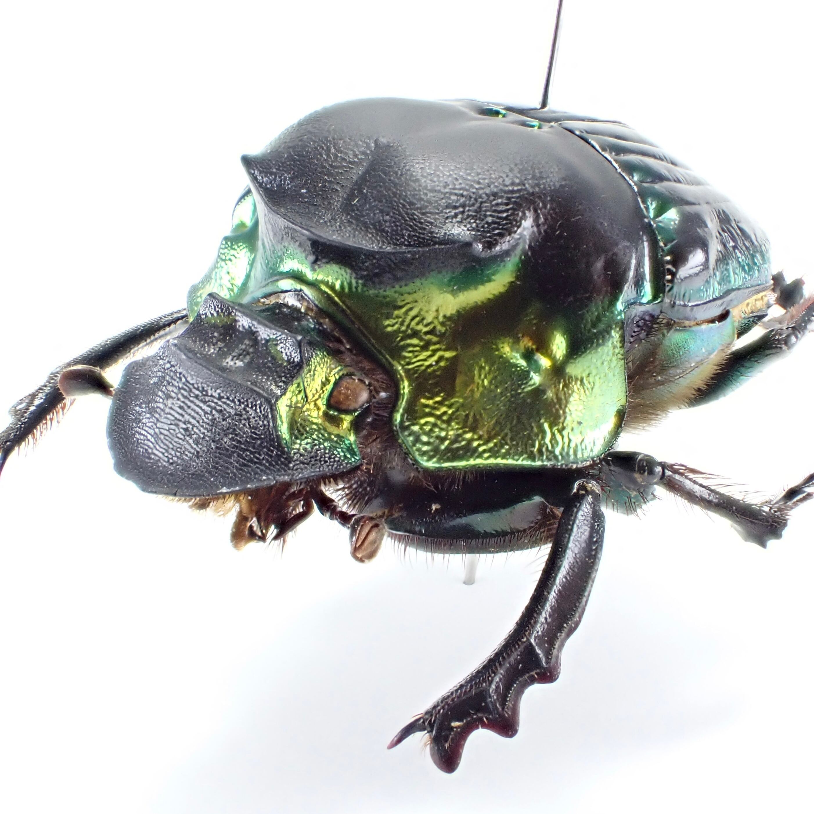 ペルー産はあまり見ない　Psalidognathus erythrocerus? ペルー産はあまり見ない Psalidognathus erythrocerus? ペルー産