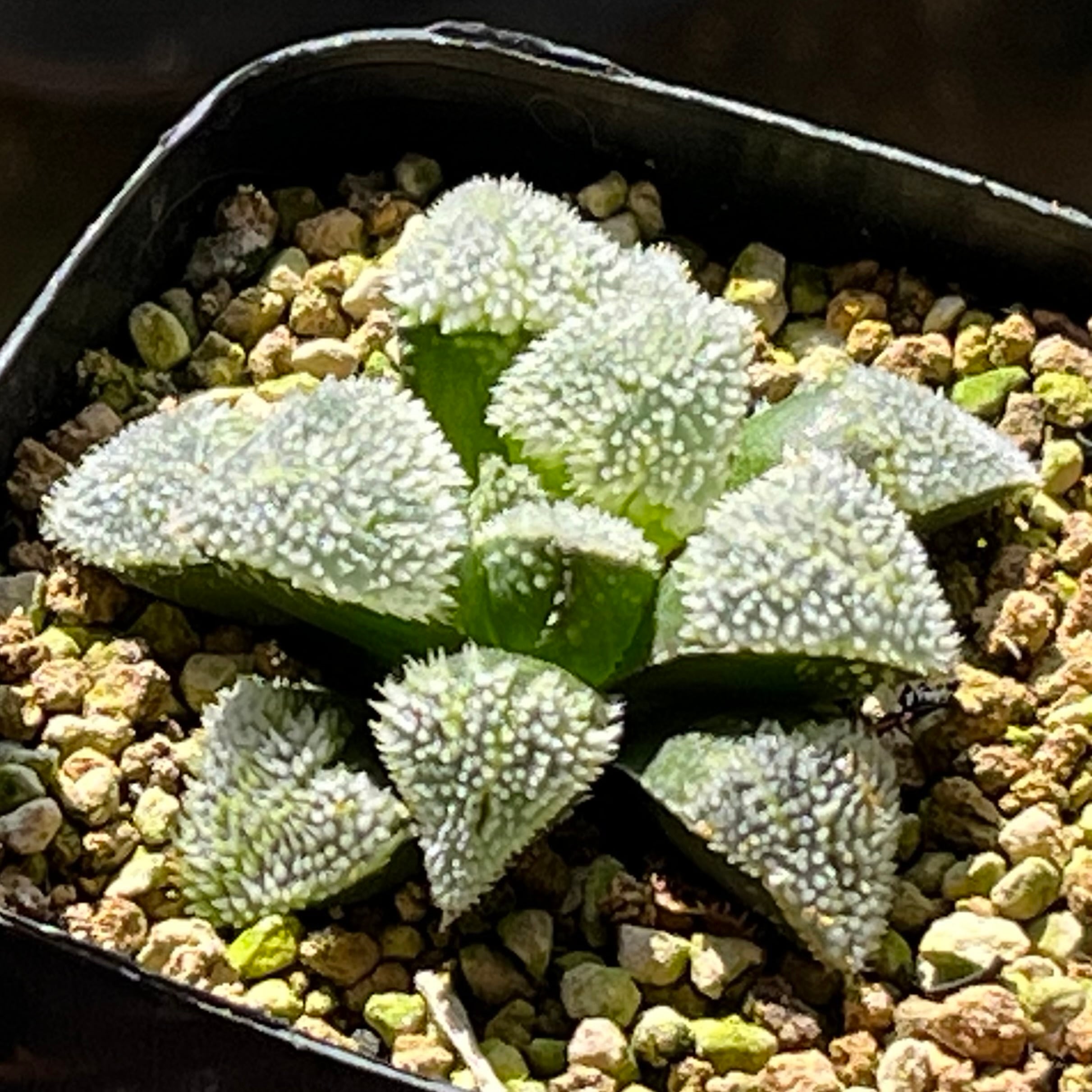 ハオルチア スターズフェアリー | mocono_plants