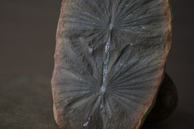 イリノイ州産アニュラリア化石 Annularia sp. (A) 2040