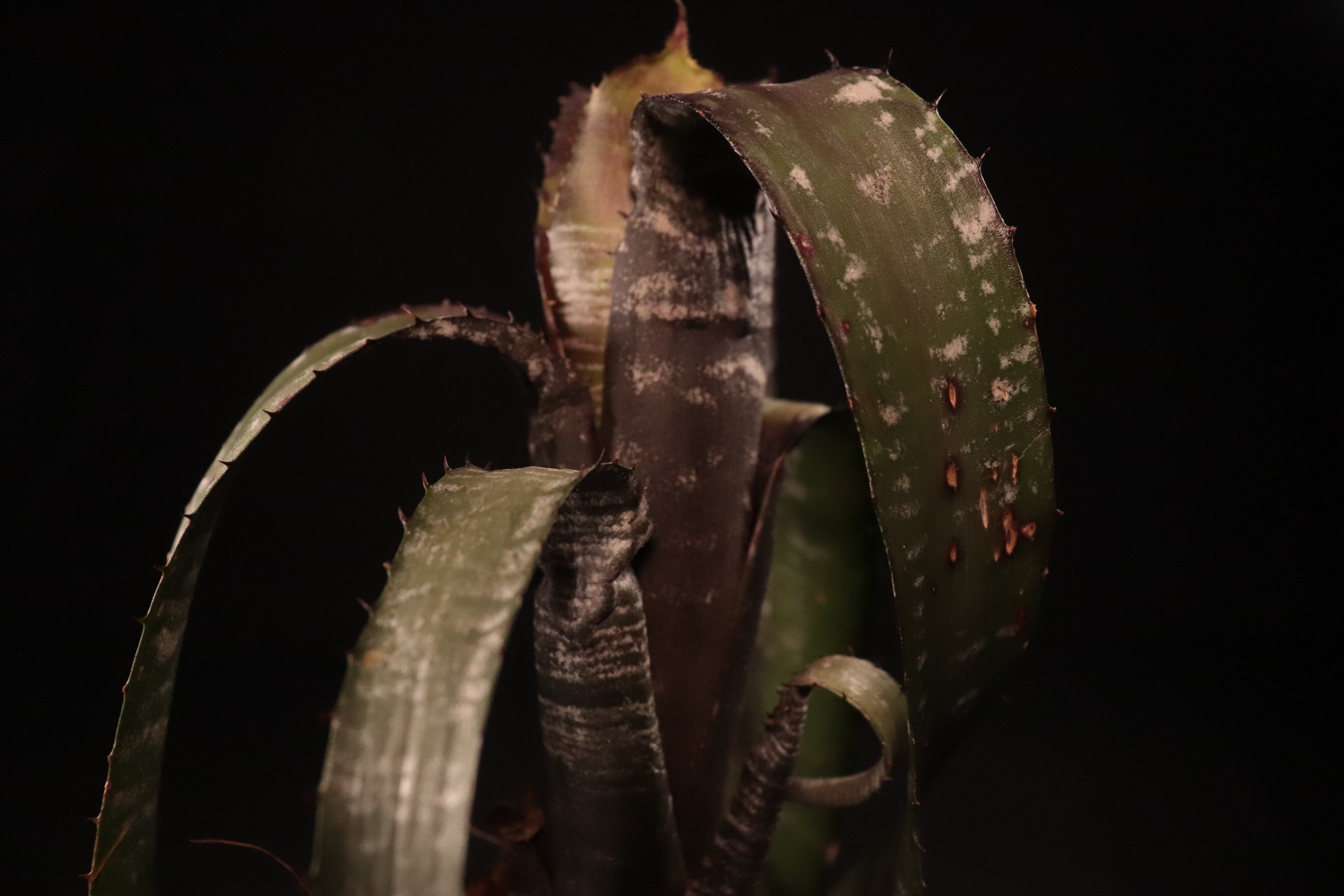 送料無料】Aechmea nudicaulis 'Rafa'〔エクメア〕現品発送A0122 送料無料】Aechmea nudicaulis 'Rafa'〔エクメア〕現品発送A0122